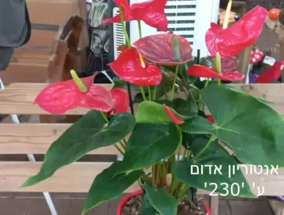 אנטוריום פריחה אדומה