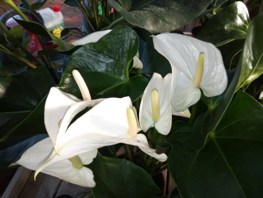 אנתוריון מגוון 01