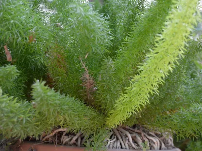 אספרגוס מאיר