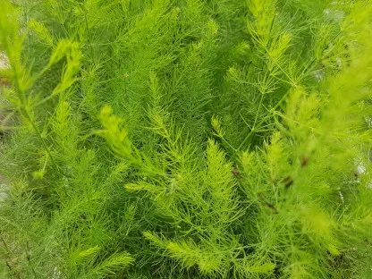 שתילי אספרגוס