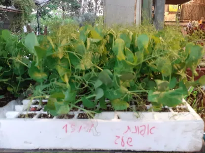 שתילי אפונת שלג