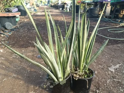 כידונן משלשת פסים אפור