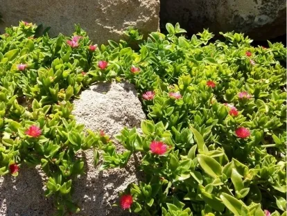 אפטניה לבובה