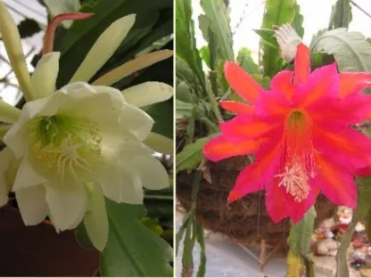 פריחת אפיפילום באדום ובלבן