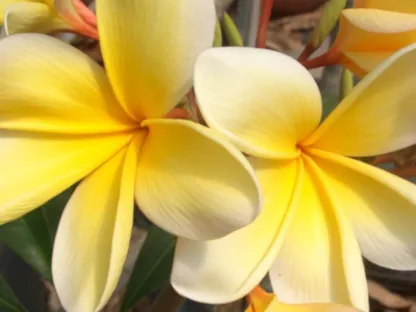 פלומריה אצטק גולד פריחה בצהוב ולבן