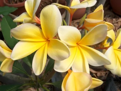 פלומריה 'אצטק גולד' 037. - עד 80 ס"מ