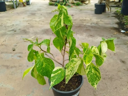 אקליפה מגוונת ירוק זהוב