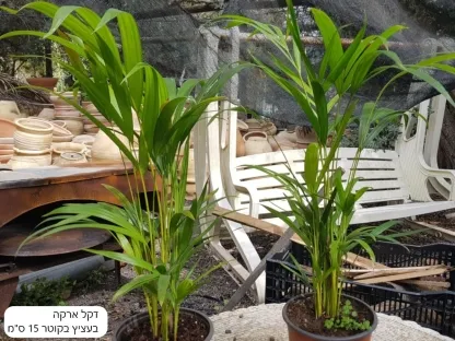 דקל ארקה | כריסלידוקרפוס מצהיב בעציץ קוטר 15 סמ