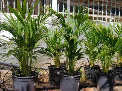 דקל ארקה | כריסלידוקרפוס מצהיב במכל 7 ליטר