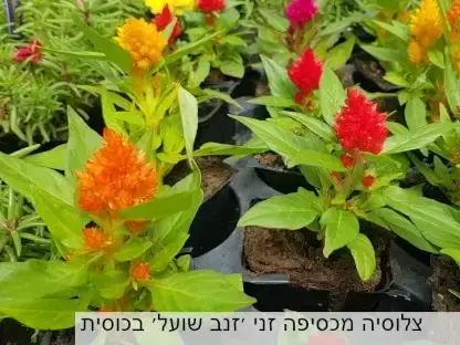 צלוסיה מכסיפה זנב שועל פורח