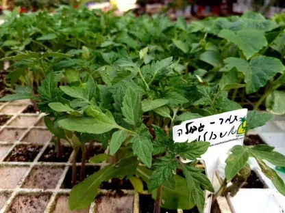 עגבניות שרי תמר שתילון