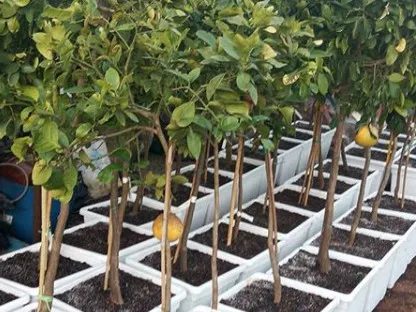 הדר האשכולית אדומה (סטאר רובי)