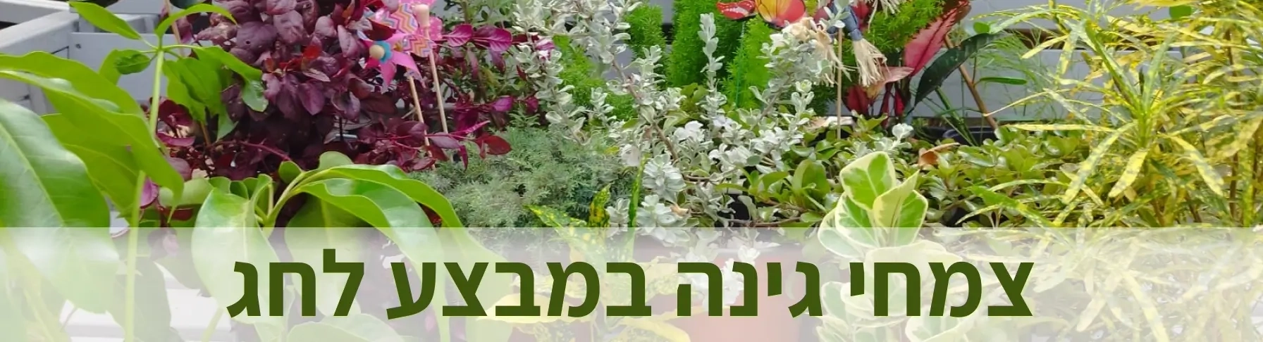 צמחי גינה במבצע לחגים