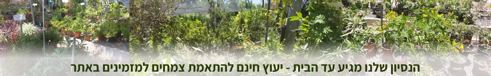 יעוץ חינם למזמינים צמחים באתר