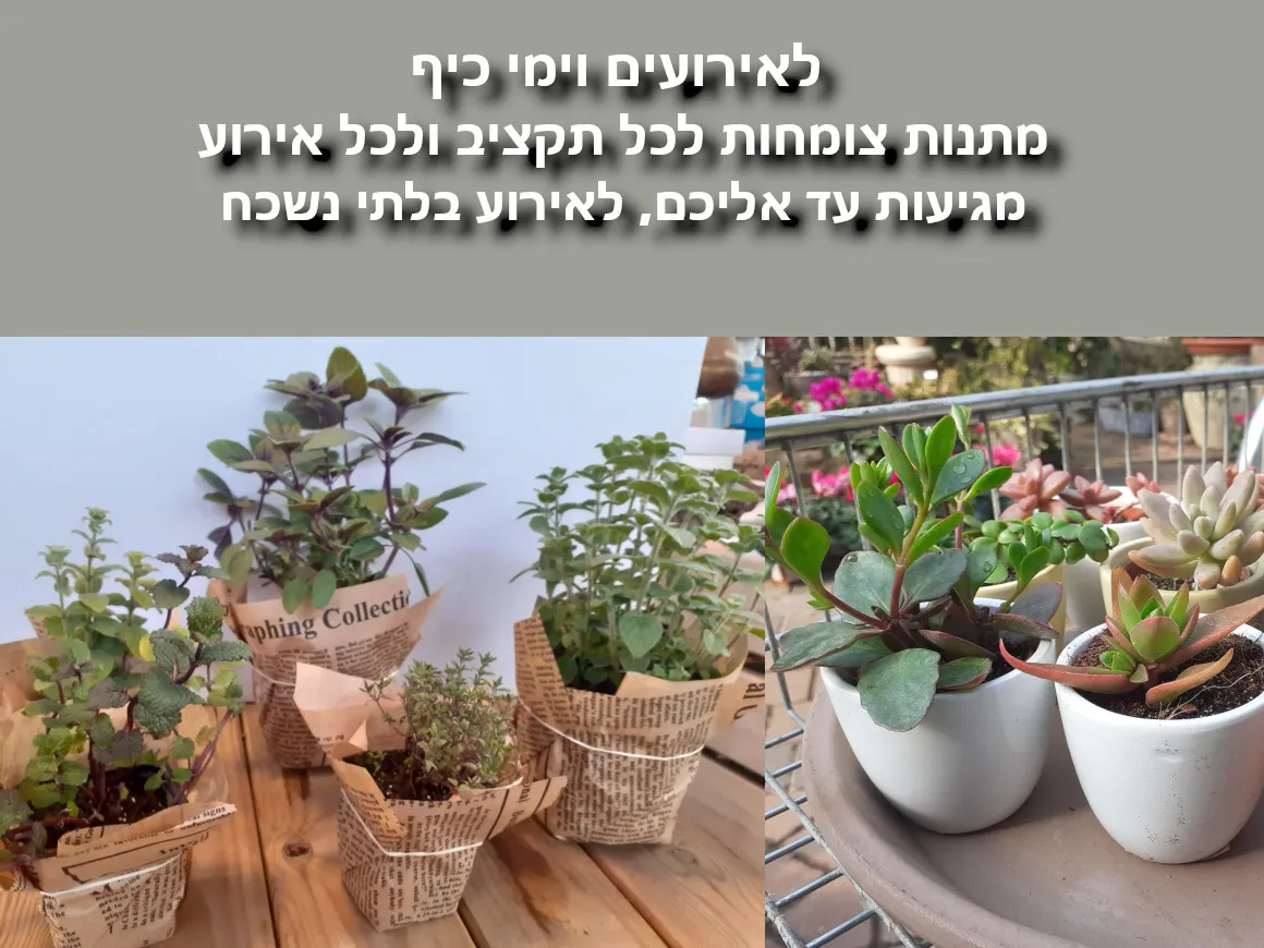 מתנות לחלוקה