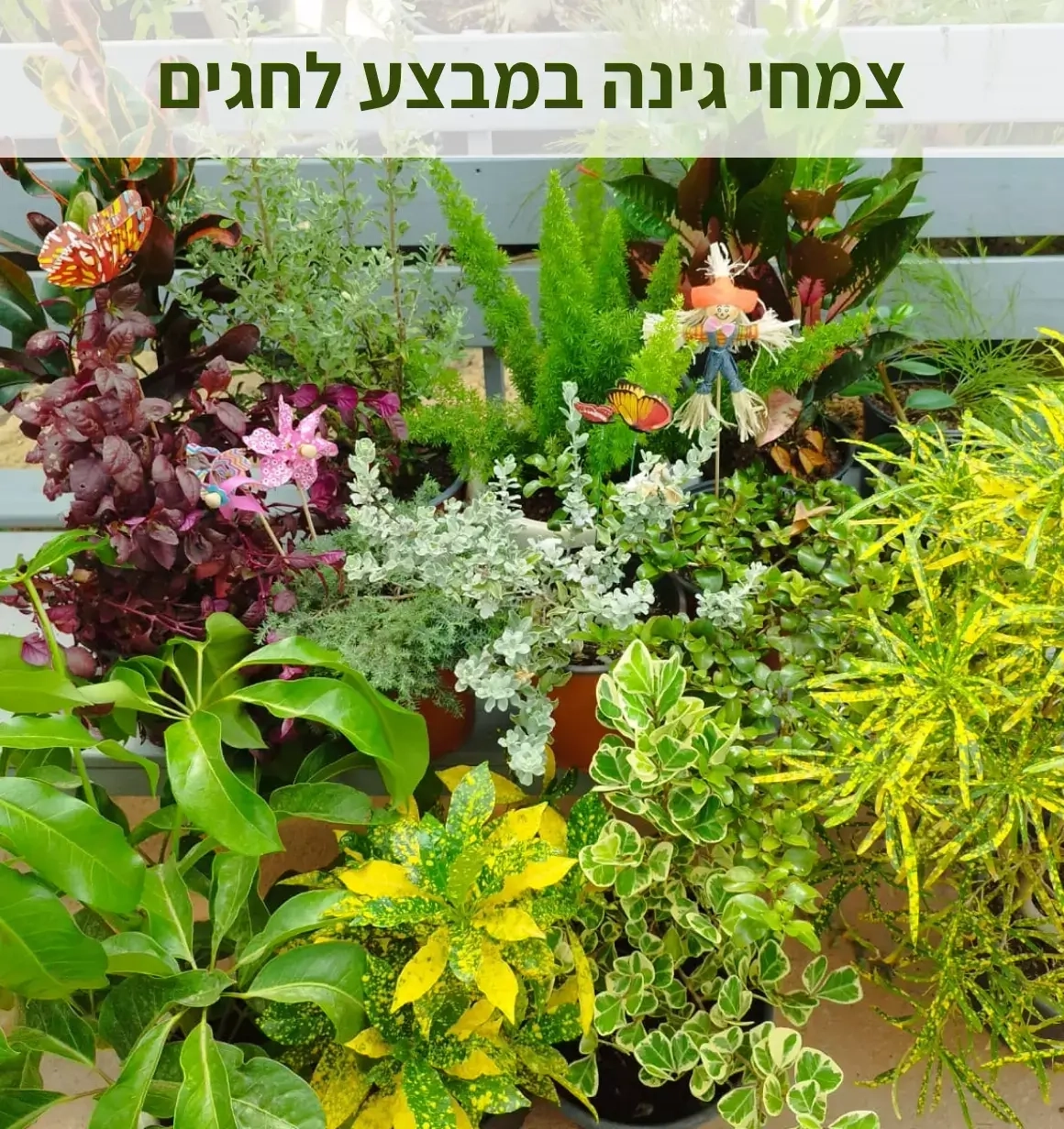 צמחי גינה במבצע לחגים