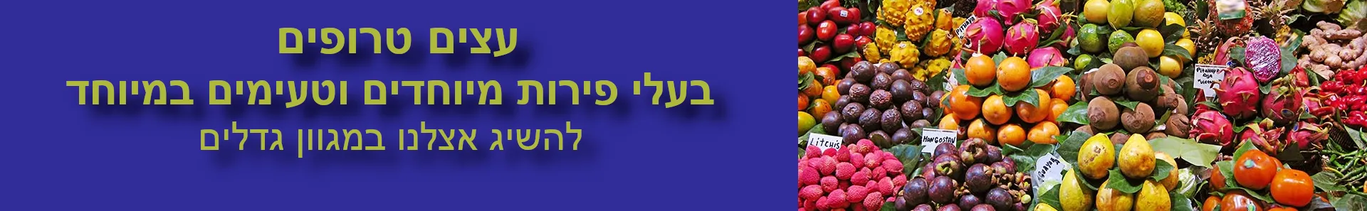 עצי פרי ונוי אקזוטיים 12