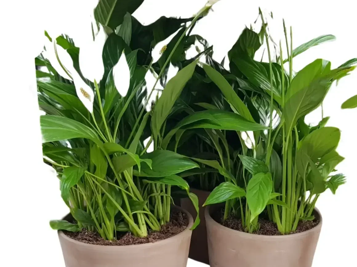 ספטיפיליום בעציצי טרקוטה גרפיט מוקה – טבע מעוצב בנגיעה קלאסית!