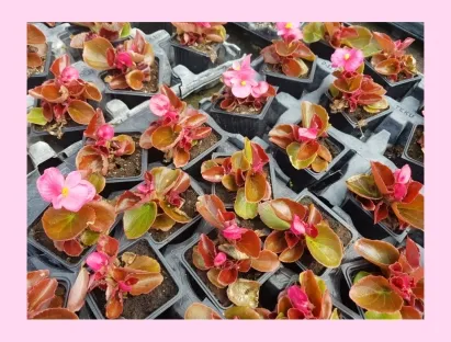 בגוניה פורחת עד