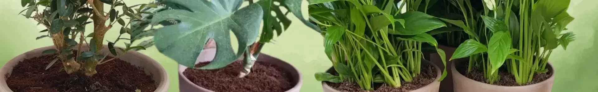 עציצי טרקוטה גרפיט מוקה – שילוב מושלם של טבע ואלגנטיות!