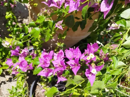 בוגנוליאה חלקה 'סגול'