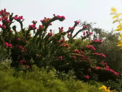 פריחה בצבע בורדו וענפים מזדקרים מעלה