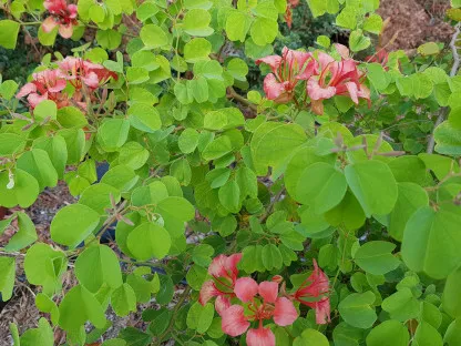 בוהיניה גלפין