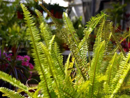 כלין קפח 'בוסטוני'