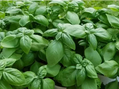 שתילי בזיליקום, ריחן מצוי, בזיל