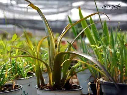 בילברגיה נטויה