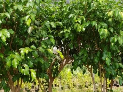 פיקוס בינימינה