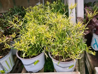 ביצן רב-גוני אוסטרלי עלווה בהירה