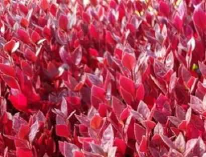 ביצן משונן רובי ננסי