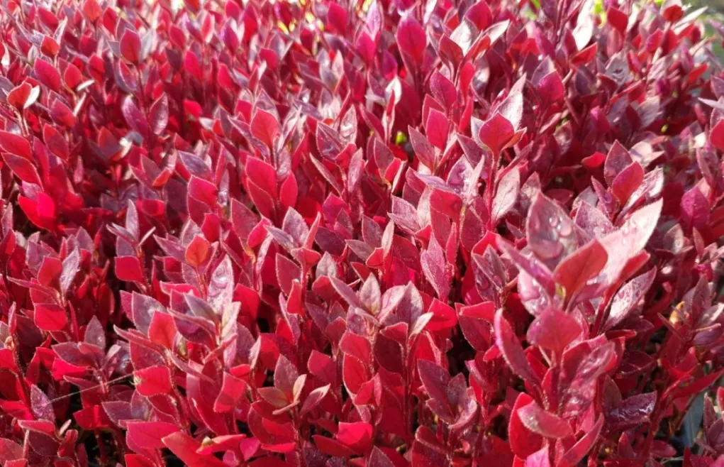 ביצן משונן רובי ננסי