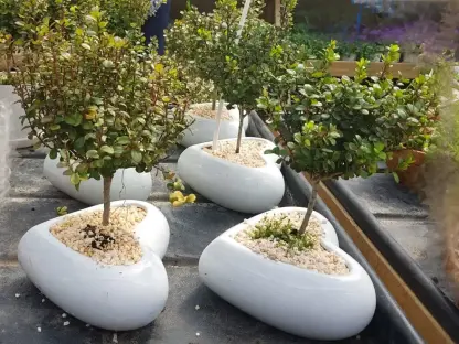 מיריסינה אפריקנית 211 להמחשה בלבד