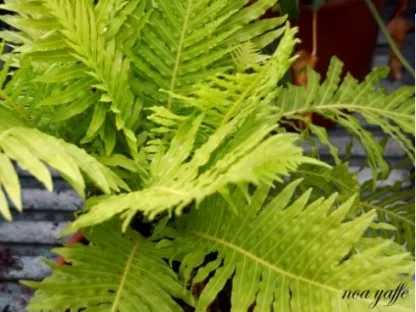 בלכנון סילבר ליידי