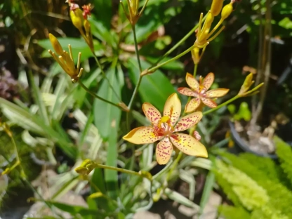 בלמקנדה סינית עלווה ופרח כתום