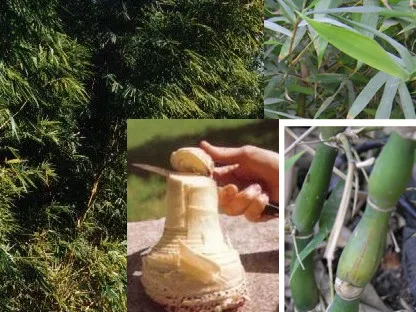 זני במבוק שונים וחיתוך קנה לבישול
