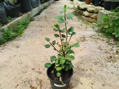 בן עוזרר סוככני