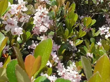 בן עוזרר הודי ורוד בהיר