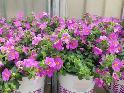 בקופה בקוטר 10-12 ס"מ