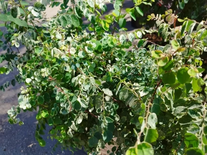 בראיניה לבנה 'ננסית'