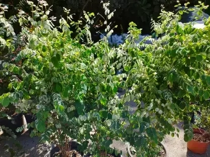 בראיניה לבנה ננסית