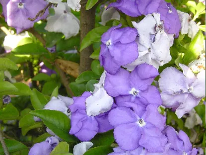 ברונפלסיה גביענית