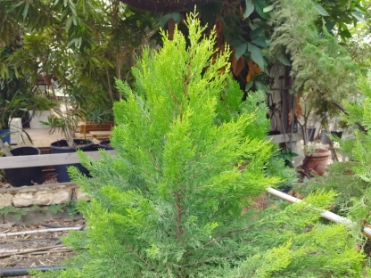 ברוש גדול-פירות (לימוני ) `גולד קרסט`