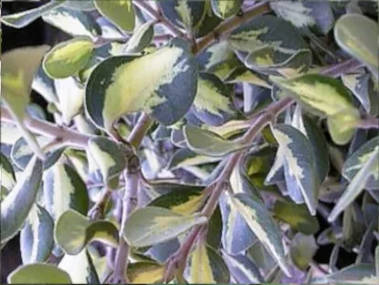 ברזלי הדור מגוון