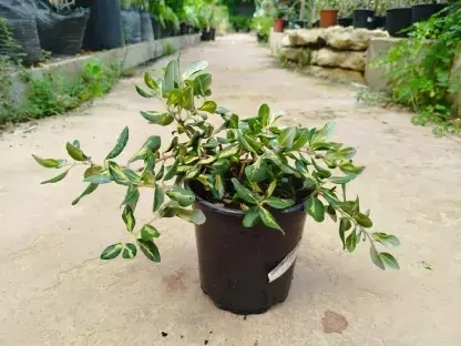 ברזלי הדור 'מגוון'