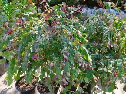 בראיניה לבנה