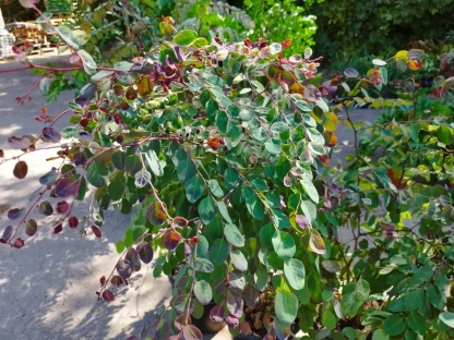 בראיניה לבנה