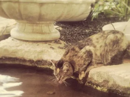 חתולה לוגמת מים מבריכה בתוך המשתלה